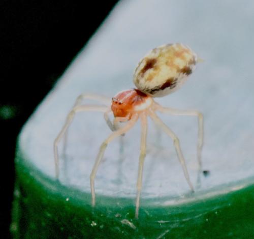 Nigma flavescens